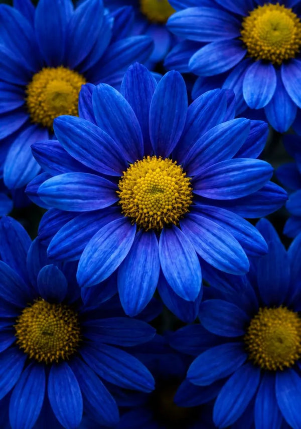 Blue Chamomile Essential Oil