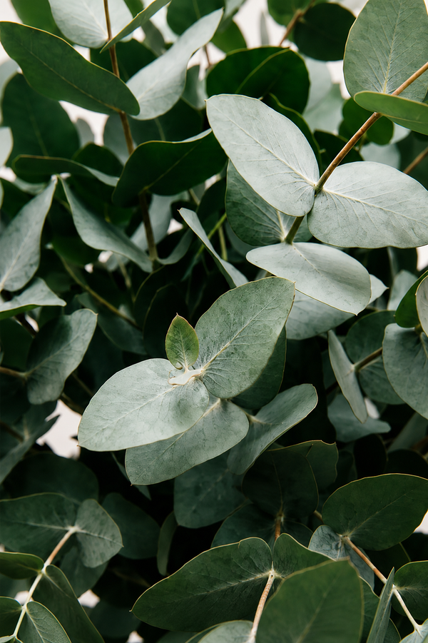 Eucalyptus Essential Oil
