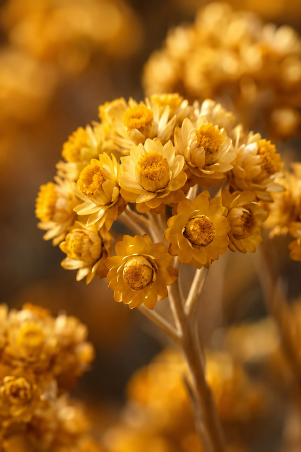 Helichrysum Essential Oil